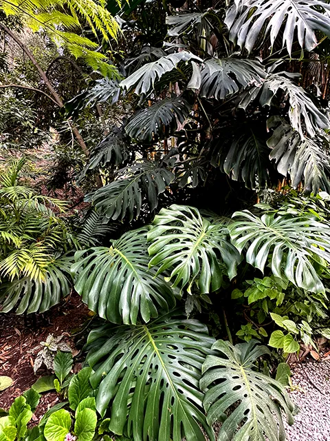 Visiter Menton et son jardin botanique Val Rahmeh