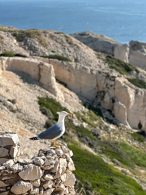 Les gabians; maitres des lieux aux îles du Frioul