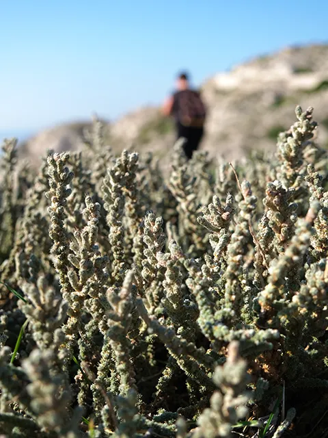 Lors de votre visite des îles du Frioul, observez la flore si particulière.