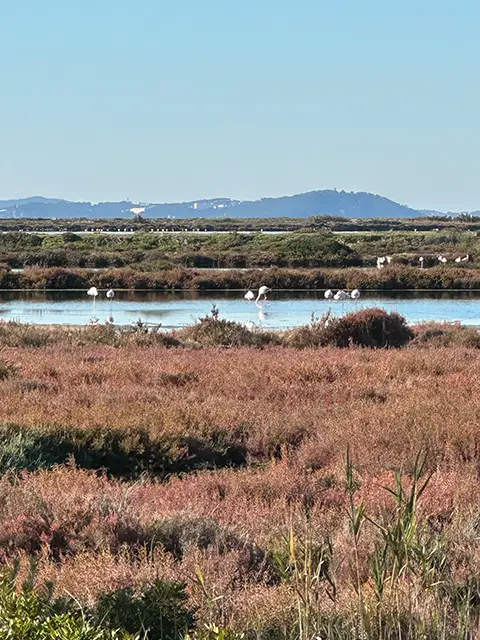 Visiter les marais salants, une activité à faire sur la presqu'île de Giens