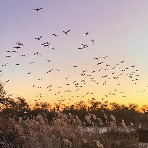 Envolée de flamants roses au parc ornithologique du Pont de Gau