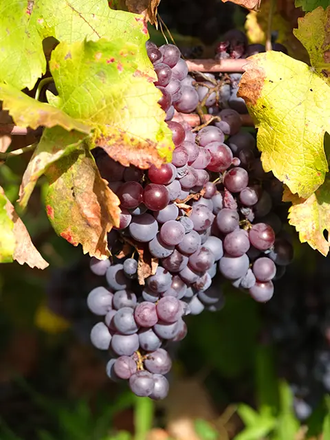 Quoi faire dans le Var pendant 7 jours ? Visiter les vignobles des Côtes de Provence