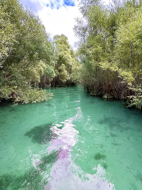 Les forêts immergées au lac de Sainte-Croix