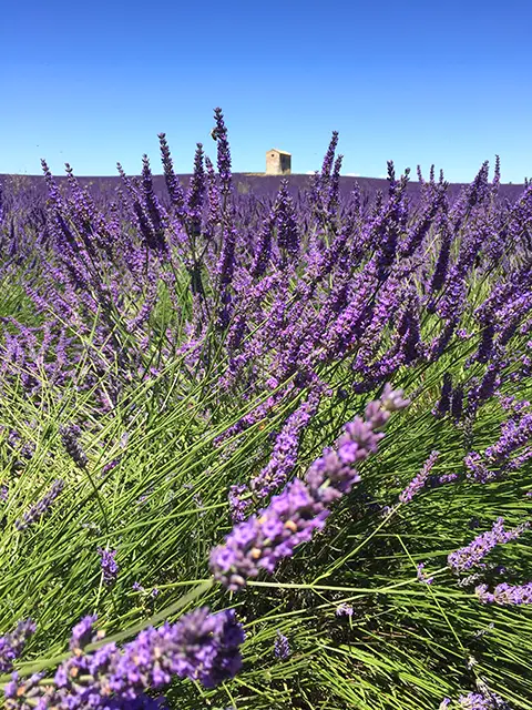 visiter les champs de lavandes dans le Luberon